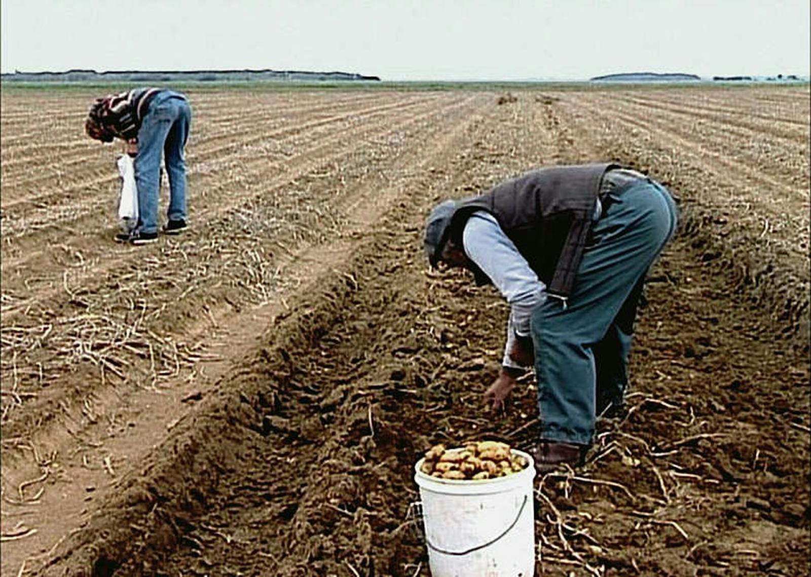 Les glaneurs et la glaneuse Cineville